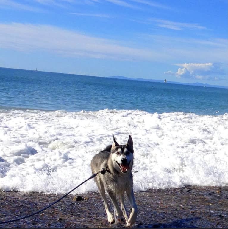 Buck, a Gerberian Shepsky tested with EmbarkVet.com