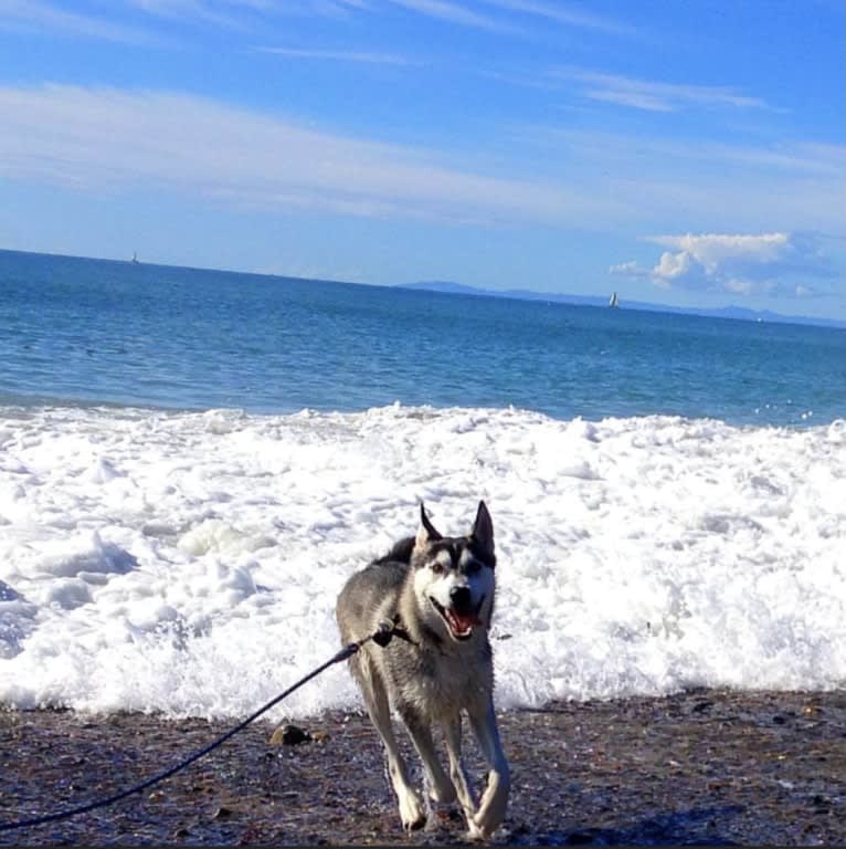 Buck, a Siberian Husky and German Shepherd Dog mix tested with EmbarkVet.com