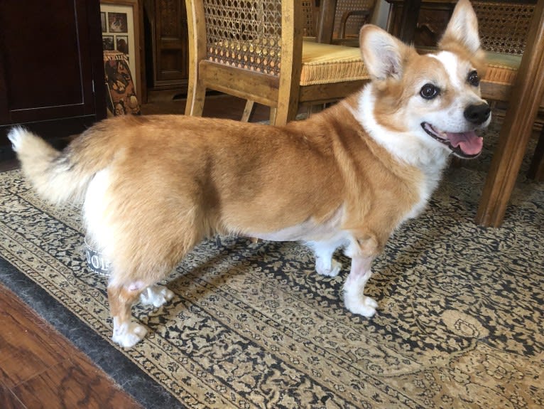 Wizard, a Pembroke Welsh Corgi and Border Collie mix tested with EmbarkVet.com