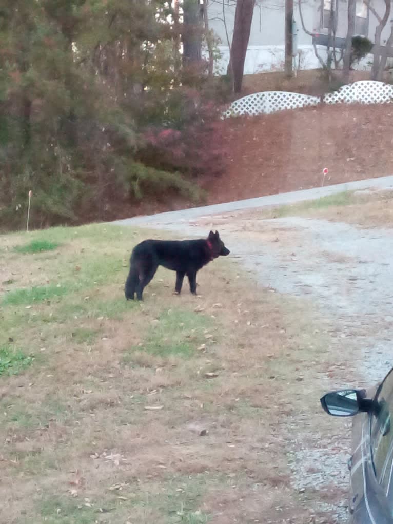 Dixie, a German Shepherd Dog and Australian Shepherd mix tested with EmbarkVet.com