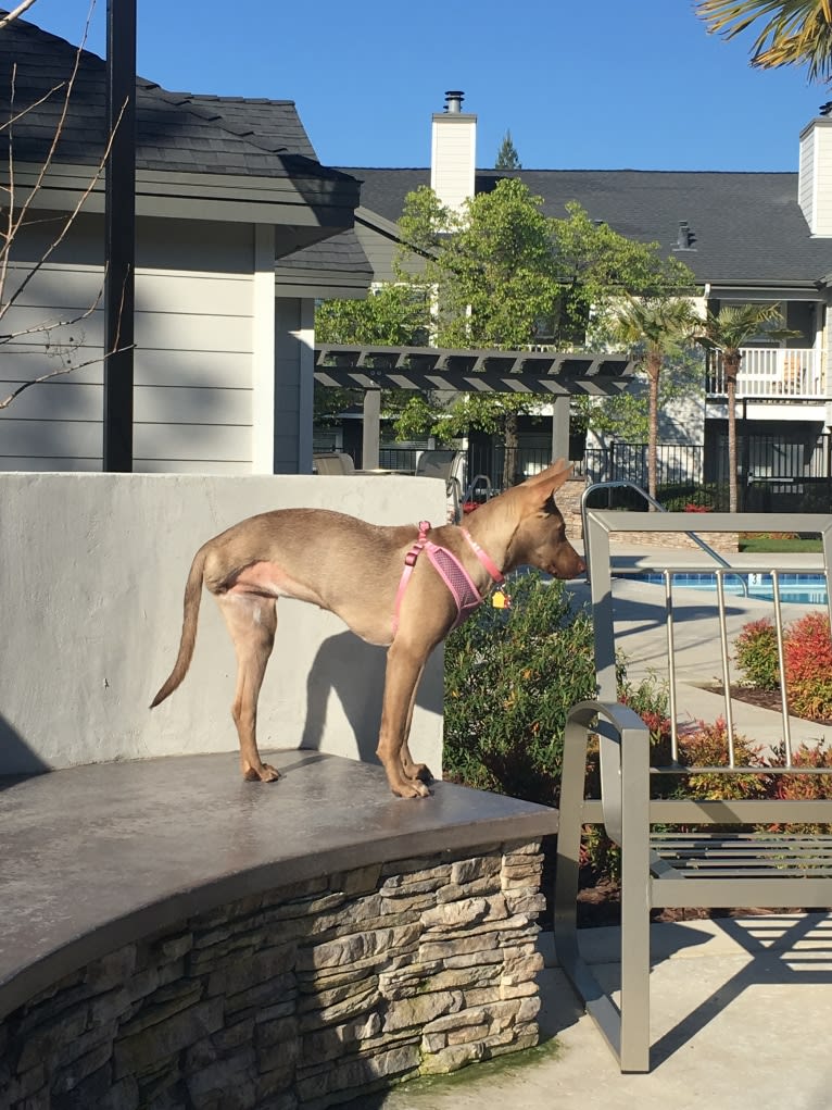 Zoey, an American Pit Bull Terrier and Siberian Husky mix tested with EmbarkVet.com