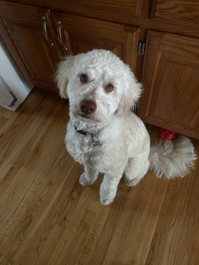 Orie, a Goldendoodle tested with EmbarkVet.com