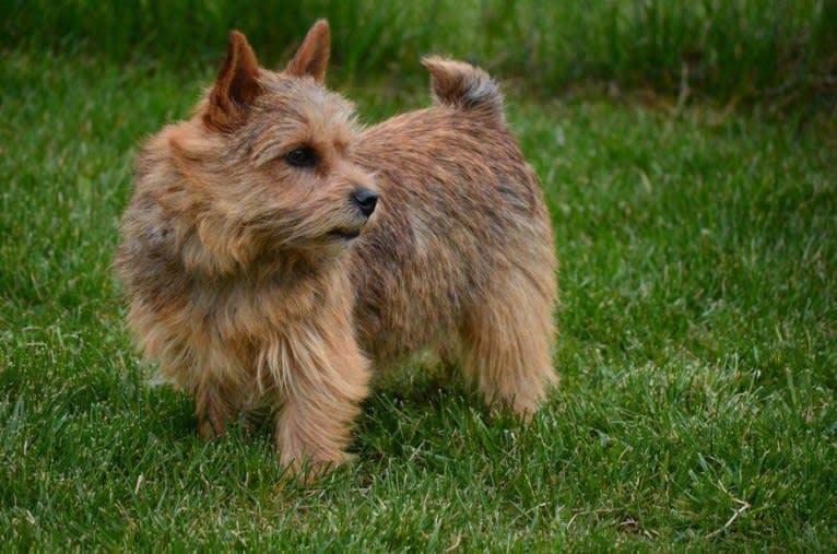 April, a Norwich Terrier tested with EmbarkVet.com