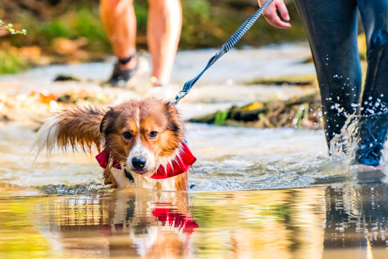 Mac, an English Shepherd tested with EmbarkVet.com