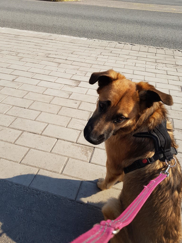 Roca, a German Shepherd Dog and Rottweiler mix tested with EmbarkVet.com