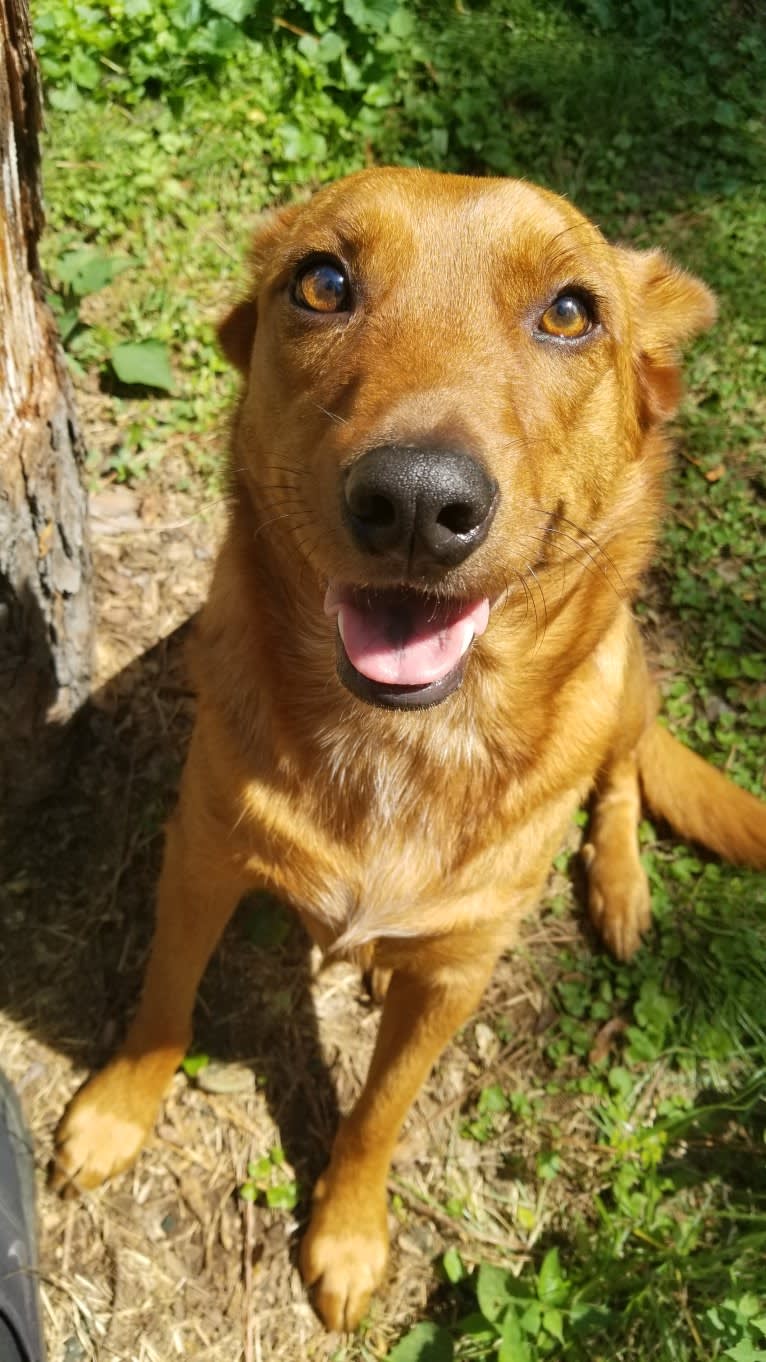 Brownie, an Australian Shepherd and Border Collie mix tested with EmbarkVet.com