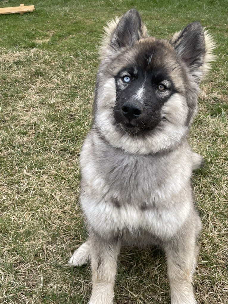 Nymeriah Raine 🌈🌧️, a Siberian Husky tested with EmbarkVet.com