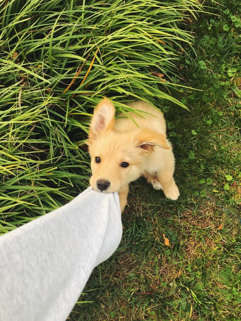 Sadie, a German Shepherd Dog and Golden Retriever mix tested with EmbarkVet.com