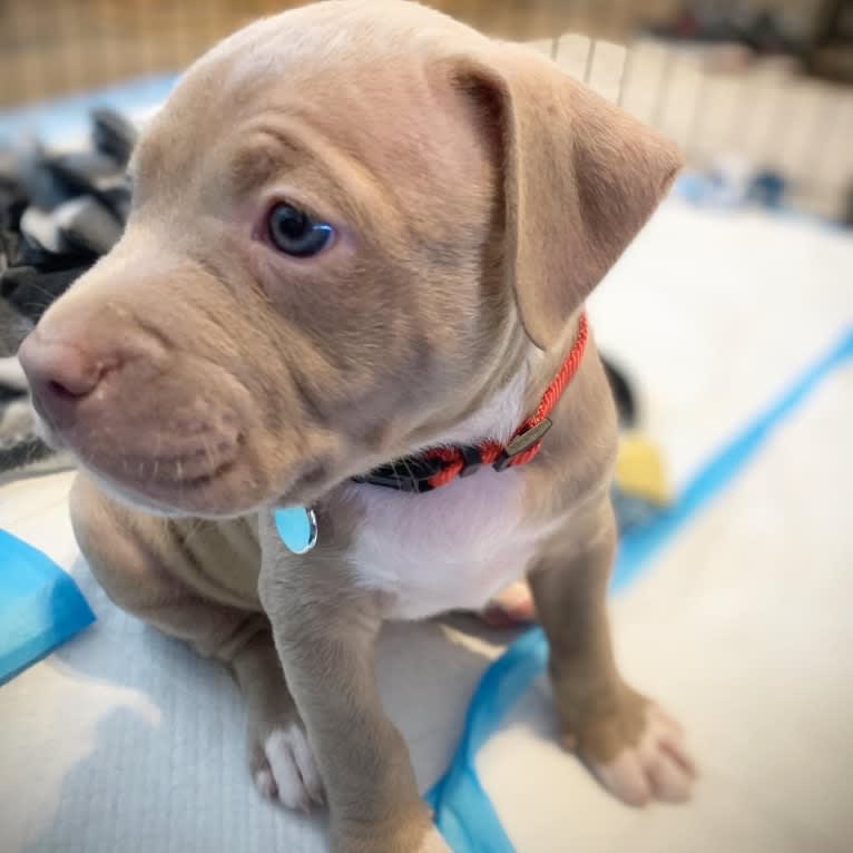 Thomas Bailey, an American Bully tested with EmbarkVet.com