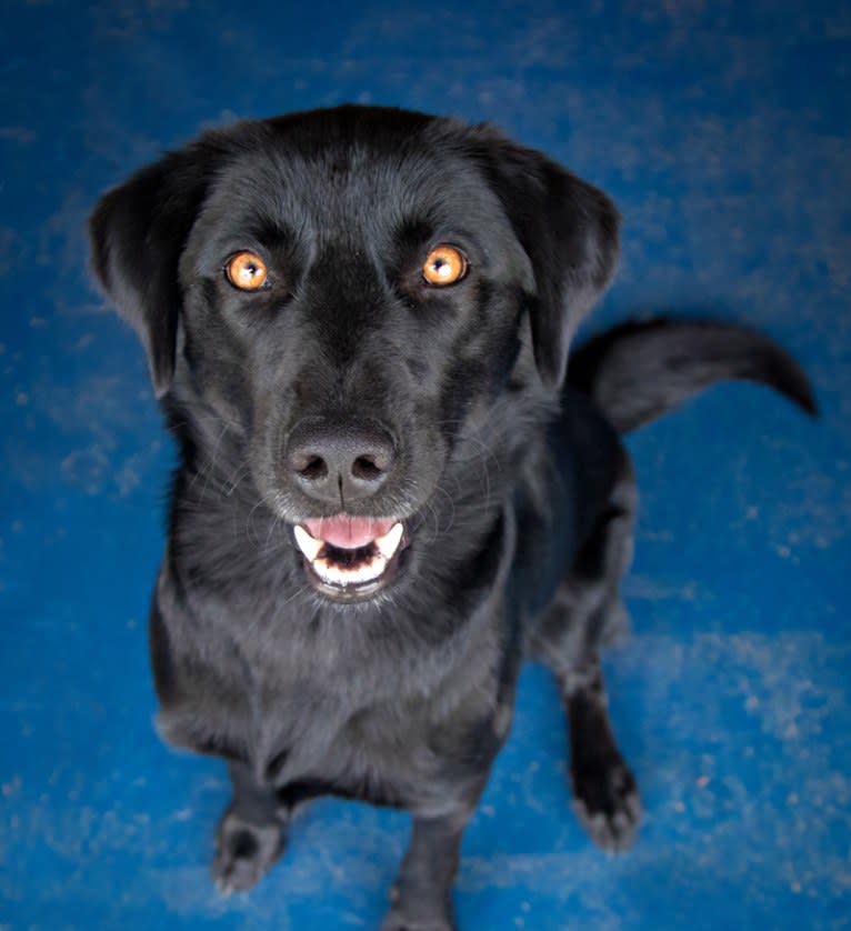 Riley, a Weimaraner and Labrador Retriever mix tested with EmbarkVet.com