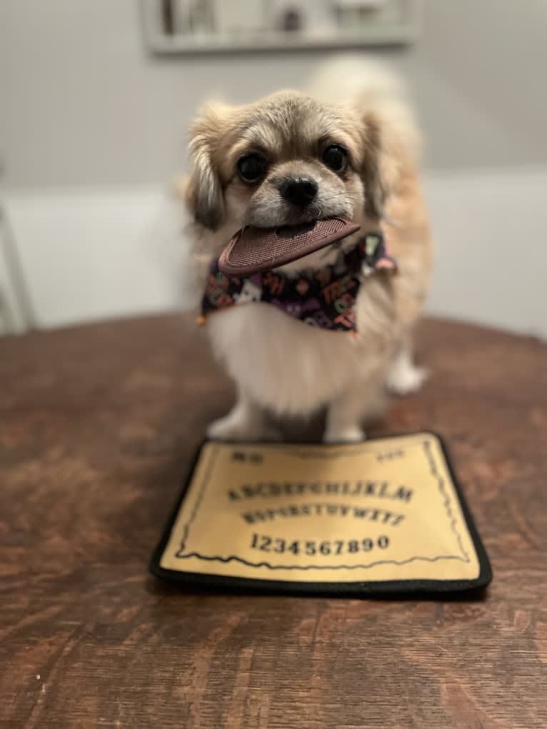 Creature, a Tibetan Spaniel tested with EmbarkVet.com