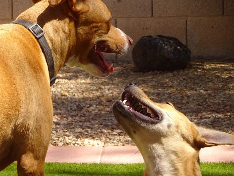 Bean, a Chow Chow and Chihuahua mix tested with EmbarkVet.com