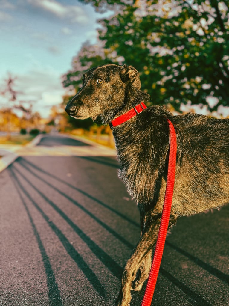 Jamie, a Belgian Malinois and Greyhound mix tested with EmbarkVet.com