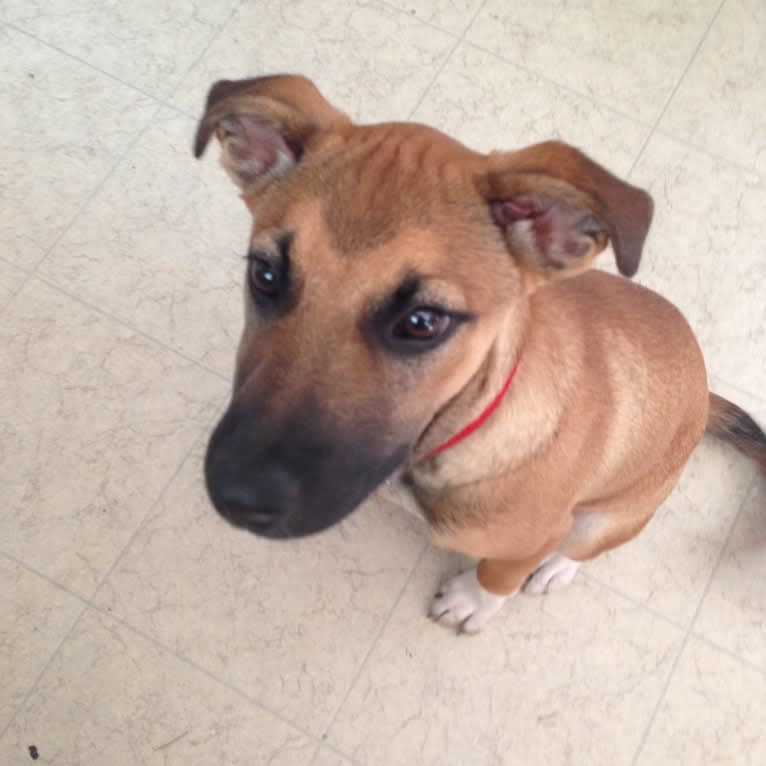 Lola, an English Shepherd and Australian Cattle Dog mix tested with EmbarkVet.com