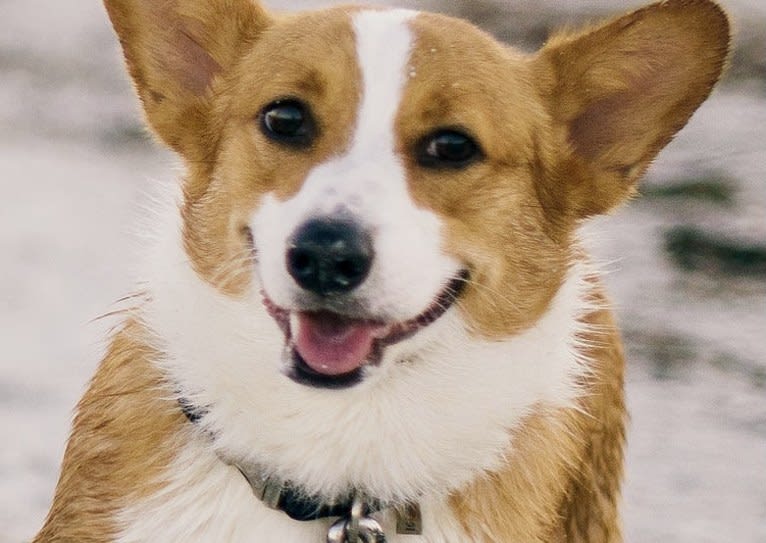 Lil Teddy, a Pembroke Welsh Corgi tested with EmbarkVet.com