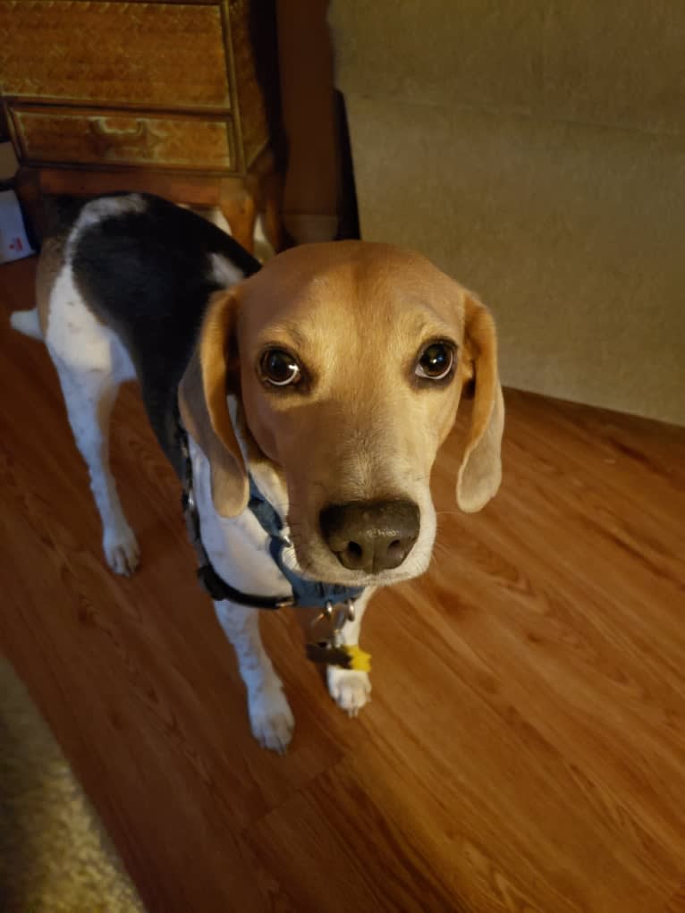 Snoopy, a Beagle and American Foxhound mix tested with EmbarkVet.com