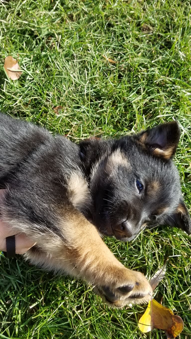 Petra, a German Shepherd Dog and Australian Cattle Dog mix tested with EmbarkVet.com