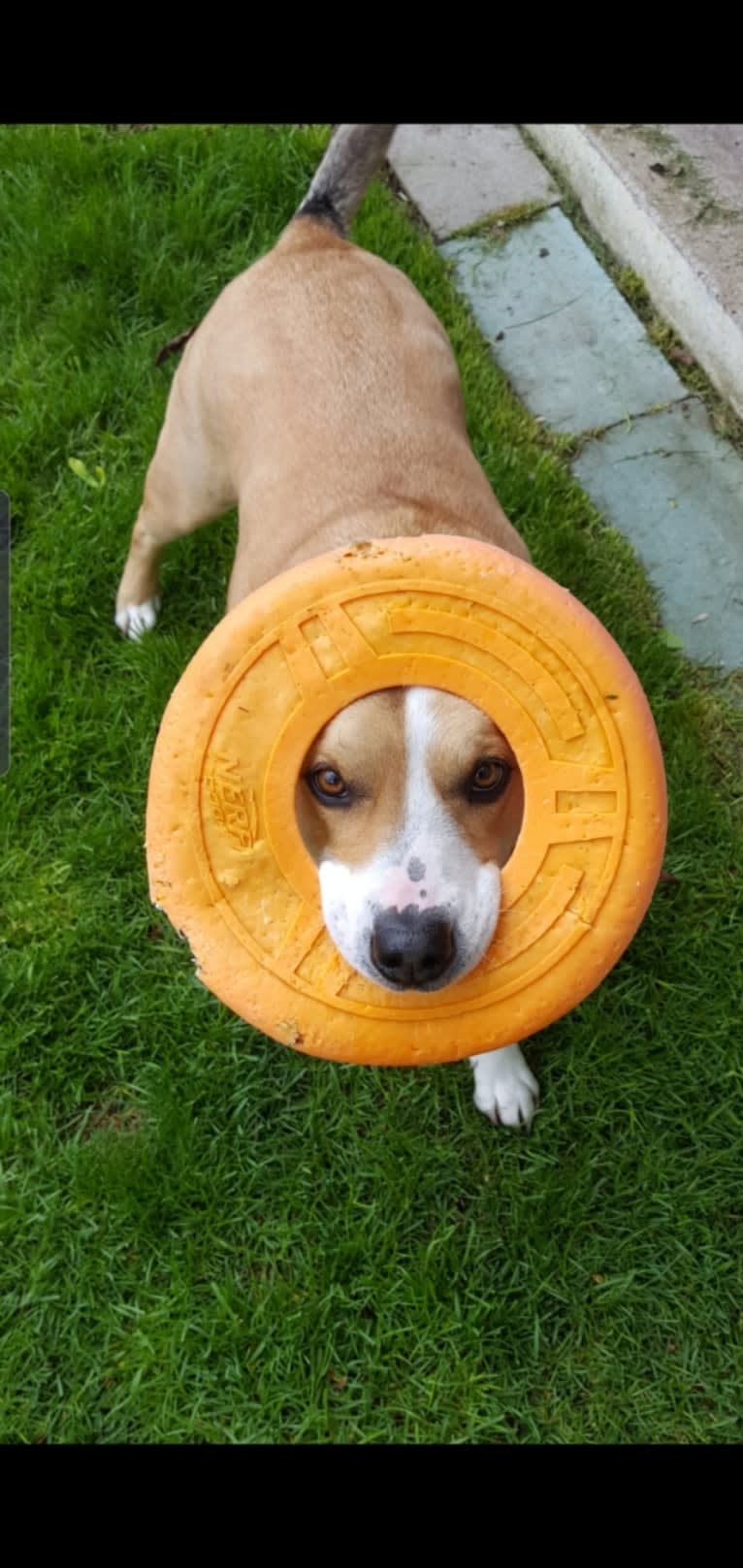 Chopper, a Bulldog and Border Collie mix tested with EmbarkVet.com