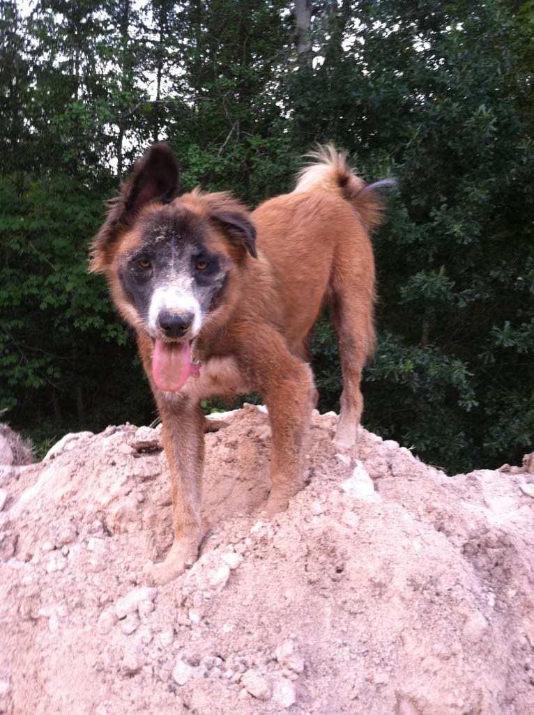 Brees, an American Pit Bull Terrier and German Shepherd Dog mix tested with EmbarkVet.com