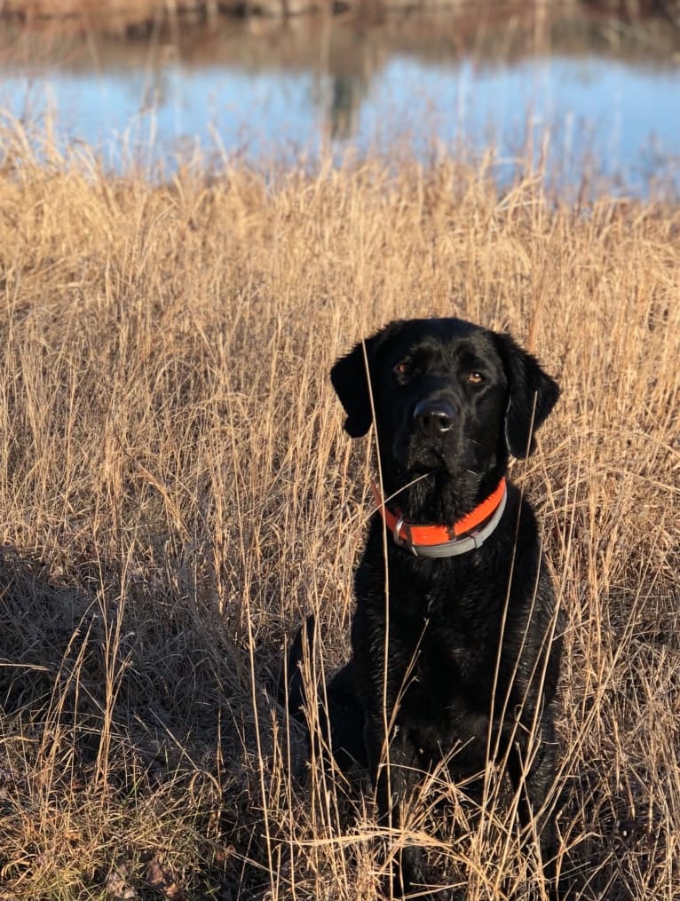 Cally, a Goldador tested with EmbarkVet.com