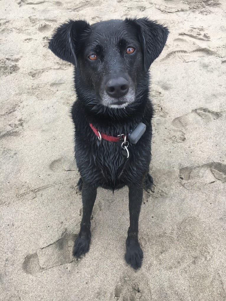 Luna, a Labrador Retriever and Beagle mix tested with EmbarkVet.com