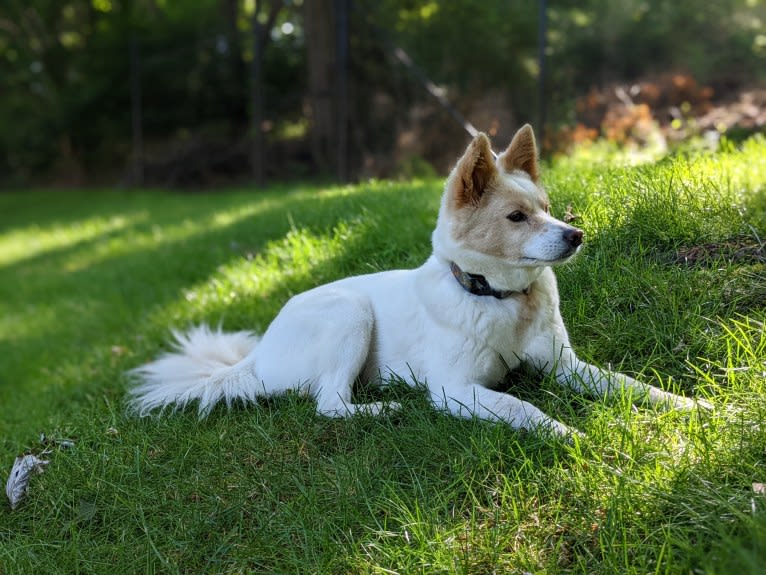 Artemis, a Japanese or Korean Village Dog tested with EmbarkVet.com