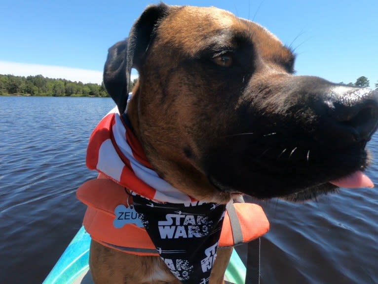 Zeus, a Boxer and American Pit Bull Terrier mix tested with EmbarkVet.com