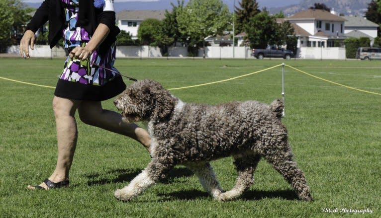 Pico, a Spanish Water Dog tested with EmbarkVet.com