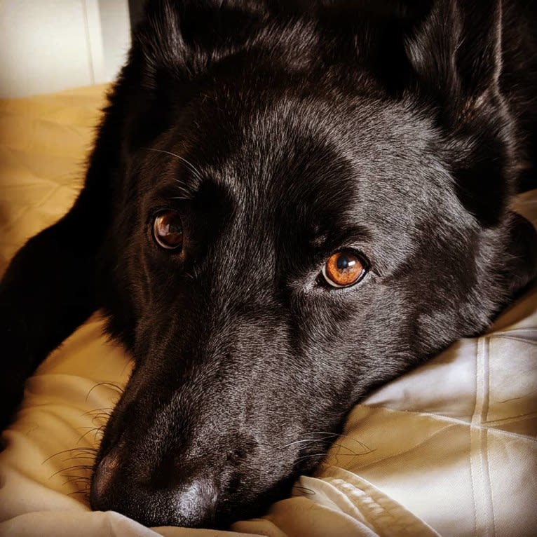 Argo Von Reichenberg, a German Shepherd Dog tested with EmbarkVet.com