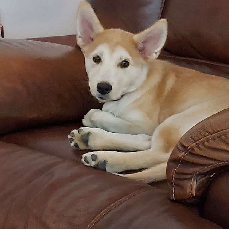 Daisy, a Siberian Husky and American Pit Bull Terrier mix tested with EmbarkVet.com