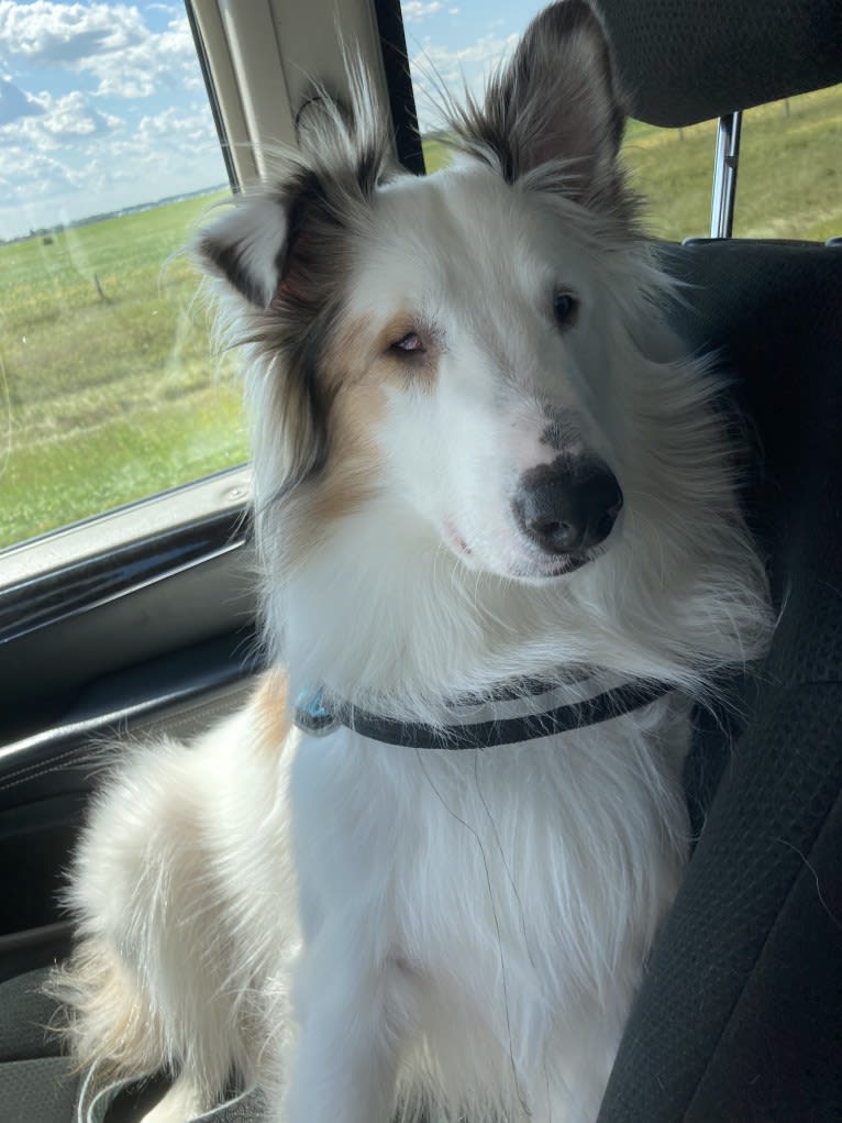 Jax, a Shetland Sheepdog and Australian Cattle Dog mix tested with EmbarkVet.com