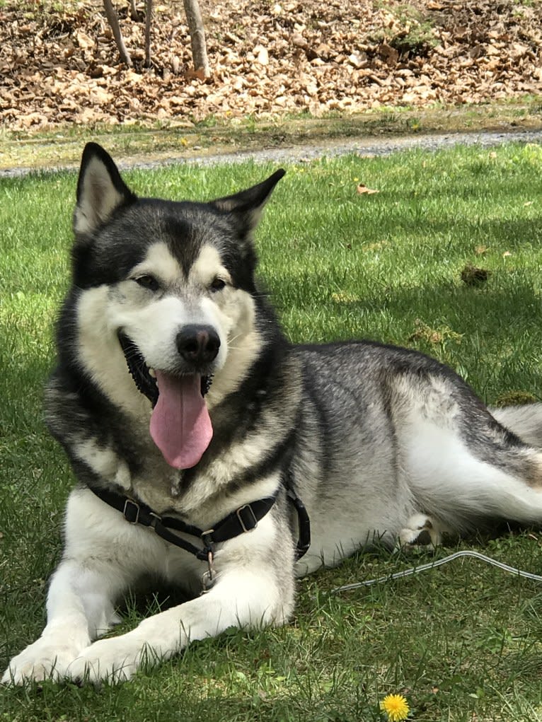 Fenrir, an Alaskan Malamute tested with EmbarkVet.com