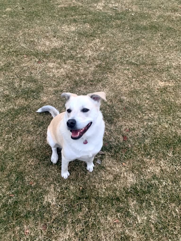 Philip, an American Pit Bull Terrier and Australian Shepherd mix tested with EmbarkVet.com