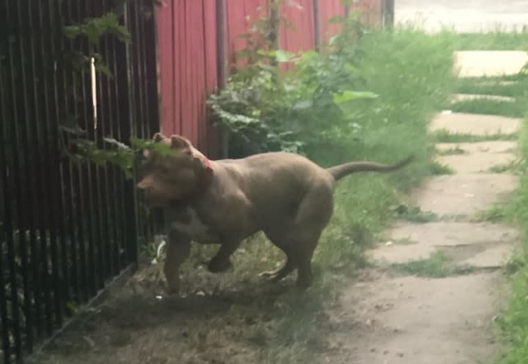 Teally, an American Bully tested with EmbarkVet.com