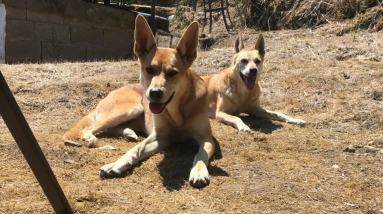 Jovie, a German Shepherd Dog and Bullmastiff mix tested with EmbarkVet.com