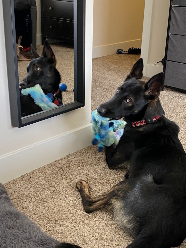 Ronan, a German Shepherd Dog and Belgian Malinois mix tested with EmbarkVet.com