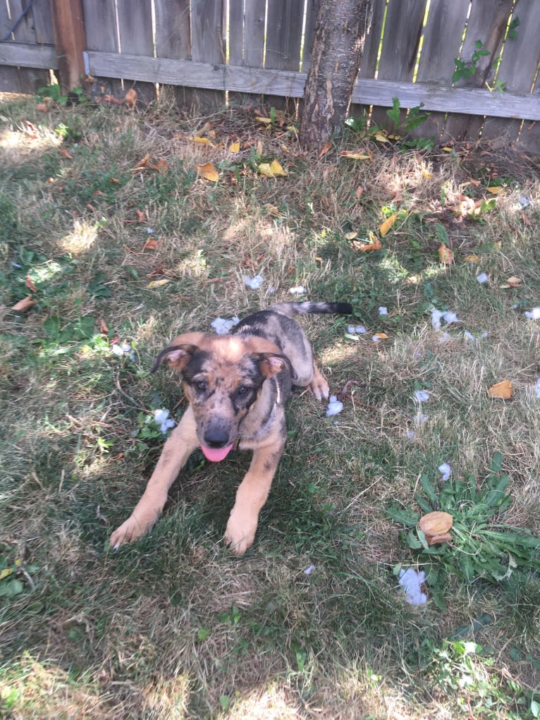 Tsunami (Sue), a Catahoula Leopard Dog and German Shepherd Dog mix tested with EmbarkVet.com