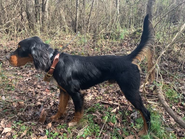 Bogie, a Gordon Setter tested with EmbarkVet.com