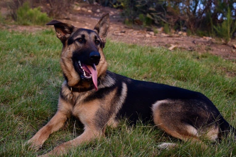 Gunther, a German Shepherd Dog and Labrador Retriever mix tested with EmbarkVet.com
