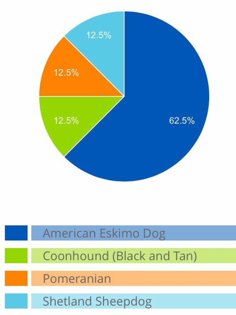 Piper, an American Eskimo Dog and Pomeranian mix tested with EmbarkVet.com