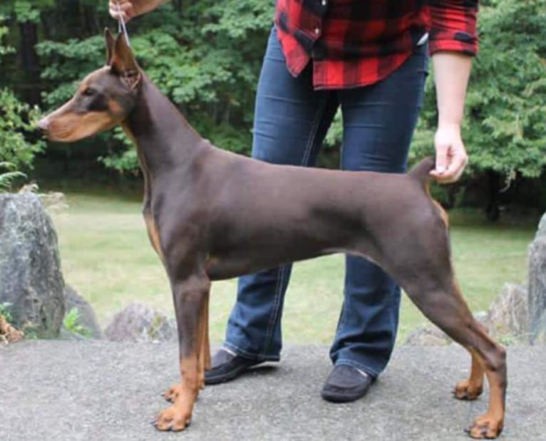 BRAEBROOK'S world is my Oyster "Pearl", a Doberman Pinscher tested with EmbarkVet.com