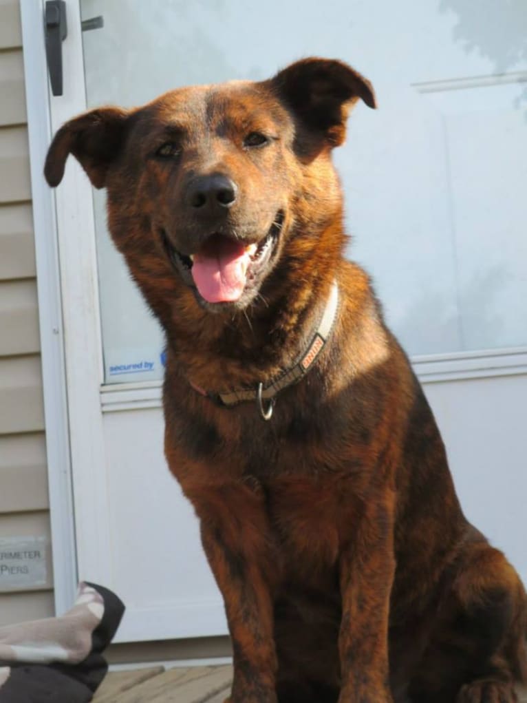 Chewbacca, a German Shepherd Dog and Chow Chow mix tested with EmbarkVet.com
