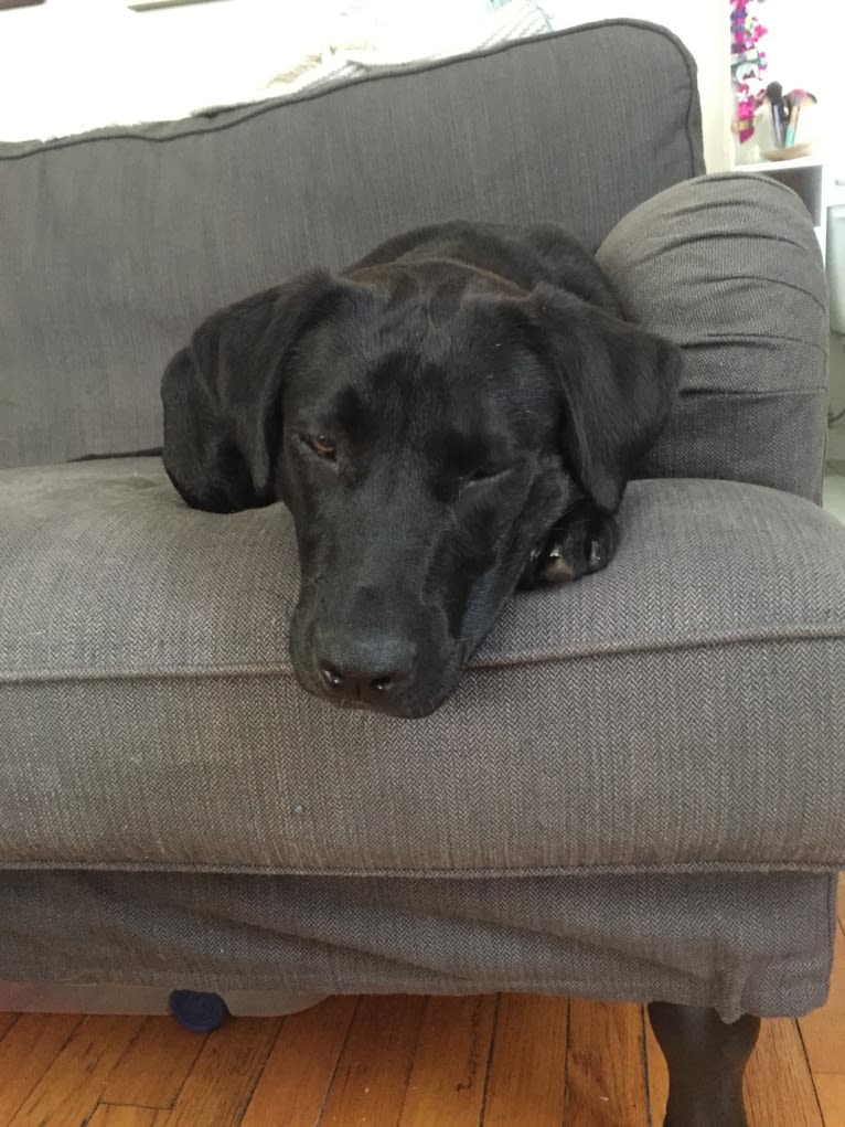 Rhett Butler, a Labrador Retriever and American Pit Bull Terrier mix tested with EmbarkVet.com
