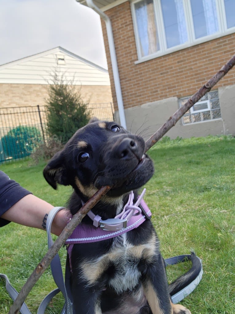 Tali'Zorah, an Australian Cattle Dog and Siberian Husky mix tested with EmbarkVet.com