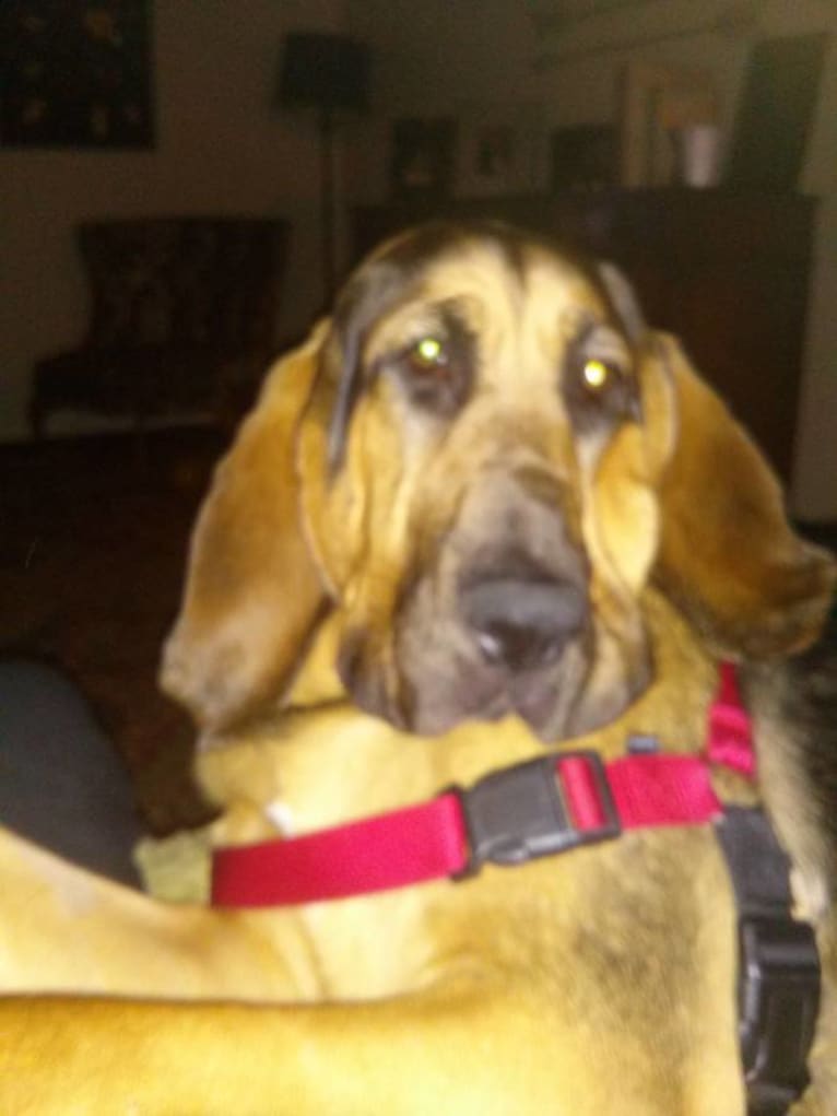 Cash, a Bloodhound tested with EmbarkVet.com
