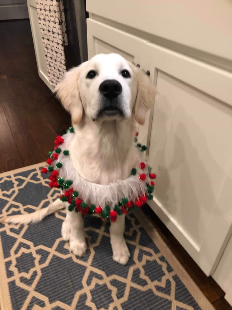 Hudson Gene Dement, a Golden Retriever tested with EmbarkVet.com