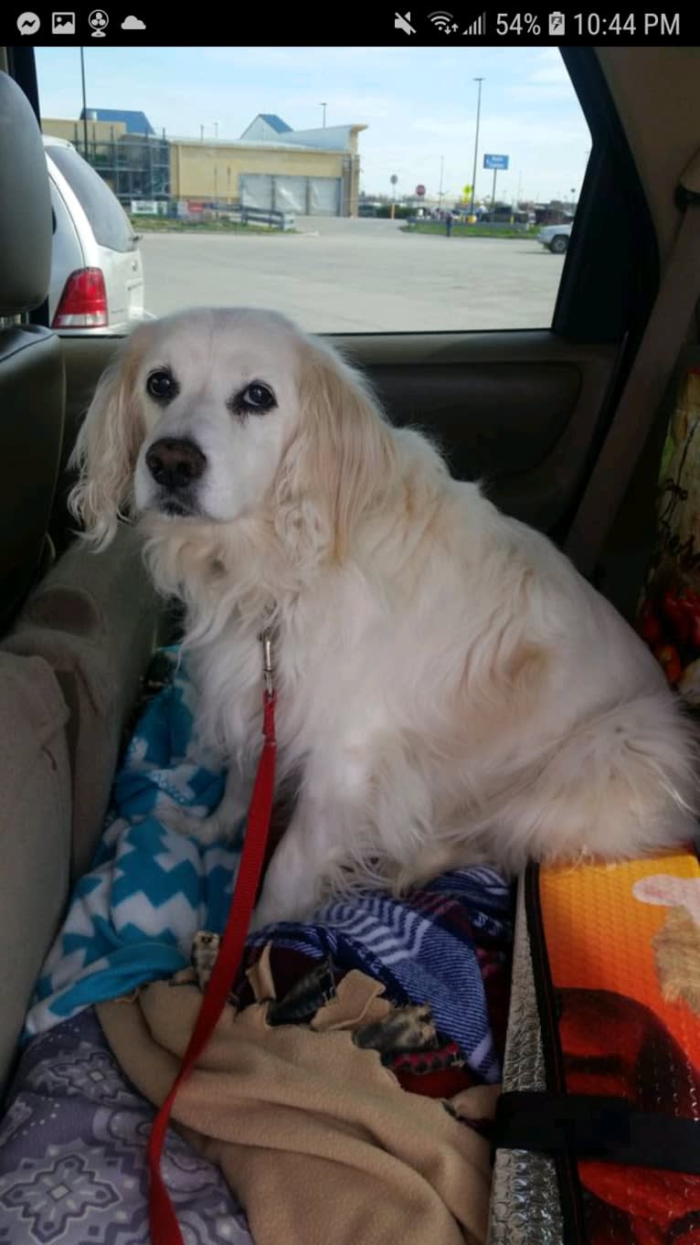 Peaty, an American Eskimo Dog and Cocker Spaniel mix tested with EmbarkVet.com