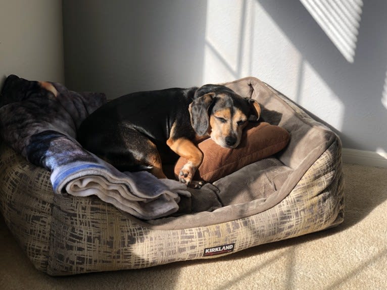 Lucy Hughes, a Beagle and Chihuahua mix tested with EmbarkVet.com