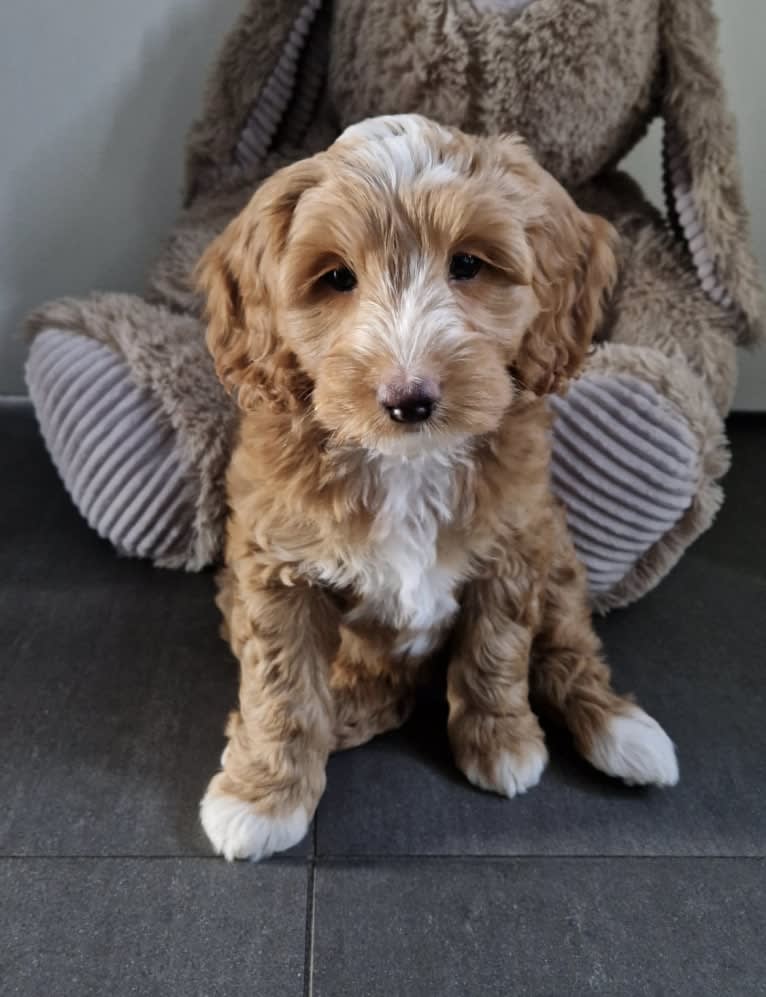 Ginny, a Poodle (Small) and Poodle (Standard) mix tested with EmbarkVet.com