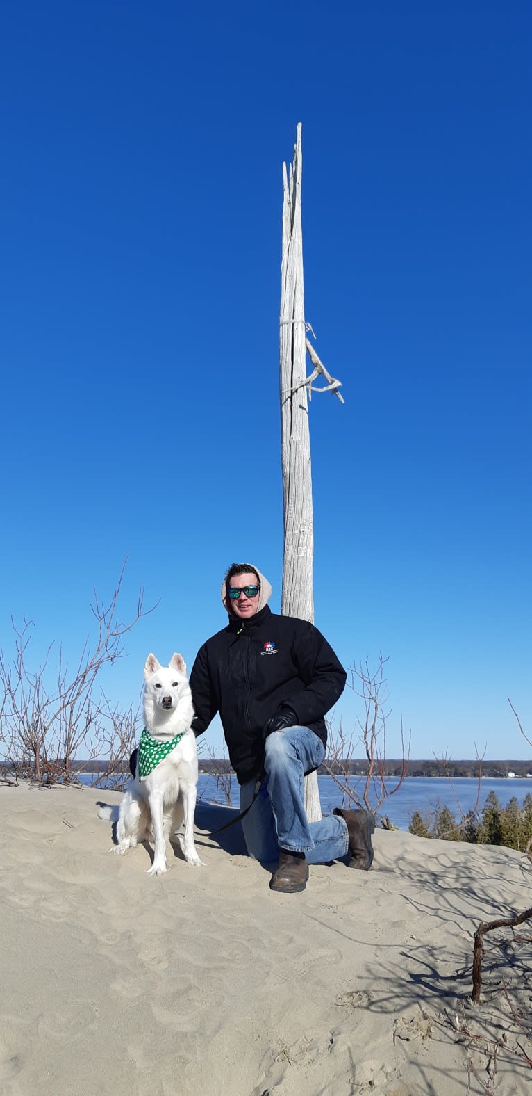 Charlie, an Alaskan-type Husky tested with EmbarkVet.com